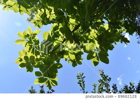 Leaves of hardwood in the sun Leaves of hardwood in the sun 89682128