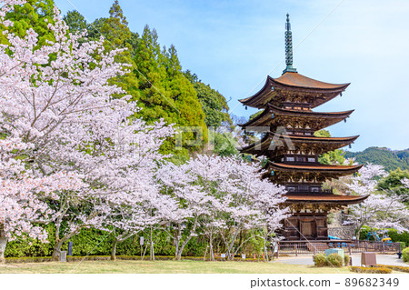 山口縣山口市櫻花與琉璃子五層塔 山口縣山口市櫻花與琉璃子五層塔 89682349