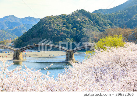 山口縣岩國市櫻花錦帶橋 89682366