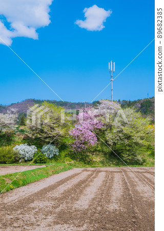 Spring has arrived in Azumino [Ikeda-cho, Kitaazumi-gun] 89682385