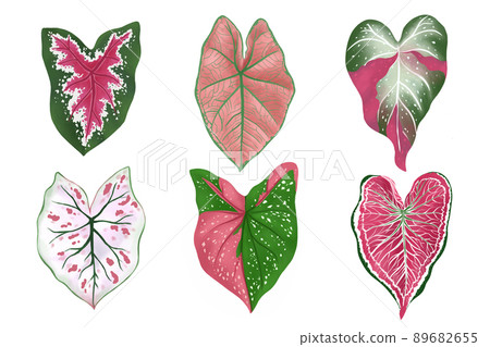 Set of Caladium leaf plant, Digital illustration isolated on white background 89682655