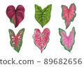 Set of Caladium leaf plant, Digital illustration isolated on white background 89682656