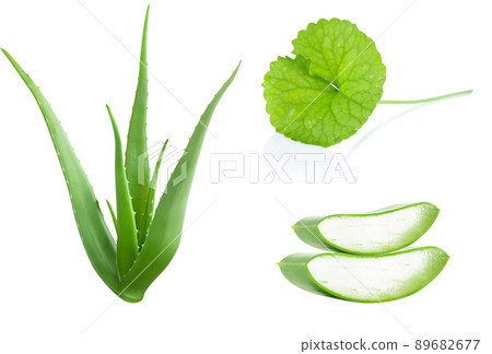 Set of Aloe and Gotu kola, Asiatic pennywort, Indian pennywort isolated on white background, herb and medical 89682677