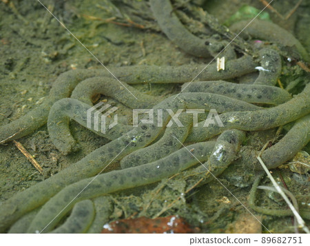 Egg of a toad toad Egg of a toad toad 89682751