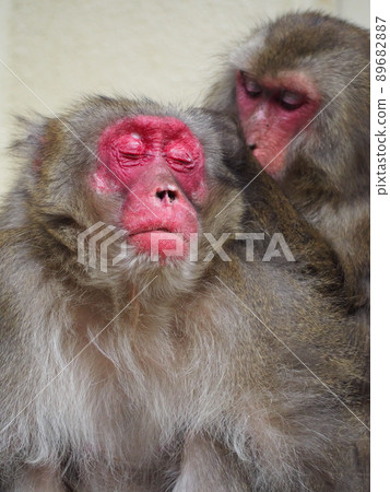 Boss monkey grooming comfortably Takasakiyama, Oita Prefecture Boss monkey grooming comfortably Takasakiyama, Oita Prefecture 89682887