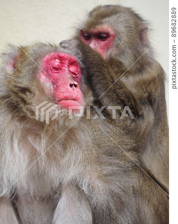 Boss monkey grooming comfortably Takasakiyama, Oita Prefecture Boss monkey grooming comfortably Takasakiyama, Oita Prefecture 89682889