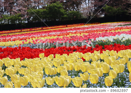 鬱金香田的公園景觀,五顏六色的鬱金香花盛開 鬱金香田的公園景觀,五顏六色的鬱金香花盛開 89682897