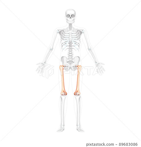 Skeleton femur thigh bone Human front view with two arm poses with partly transparent bones position. Realistic flat 89683086
