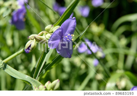 Murasaki Yukusa之花 89683193