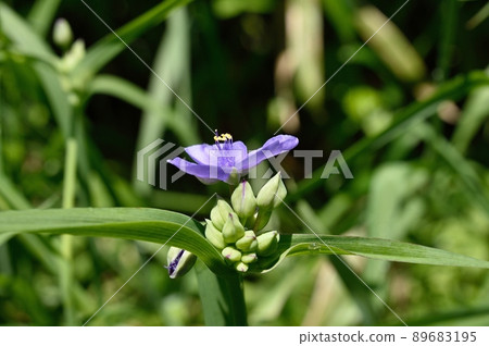 Murasaki Yukusa之花 89683195