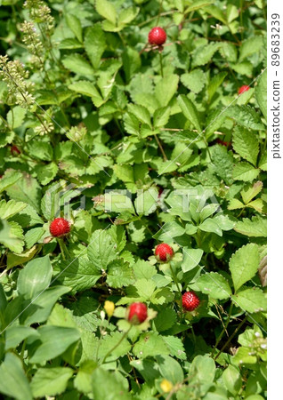 snake strawberry 89683239