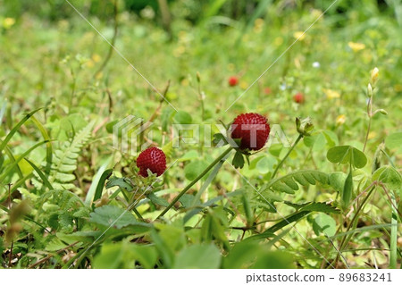 蛇草莓 89683241