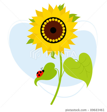 Beautiful blooming sunflower with a ladybug on leaf. Vector illustration. Farm plant yellow flower with leaves Beautiful blooming sunflower with a ladybug on leaf. Vector illustration. Farm plant yellow flower with leaves 89683461