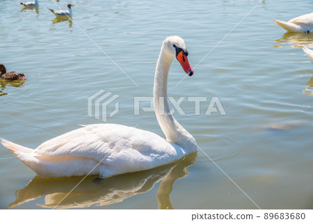 Graceful white Swan swimming in the lake, swans in the wild. Portrait of a white swan swimming on a lake. 89683680