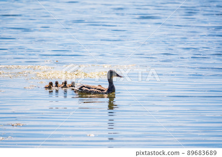 A family of ducks, a duck and its little ducklings are swimming in the water. The duck takes care of its newborn ducklings. Mallard, lat. Anas platyrhynchos A family of ducks, a duck and its little ducklings are swimming in the water. The duck takes care of its newborn ducklings. Mallard, lat. Anas platyrhynchos 89683689