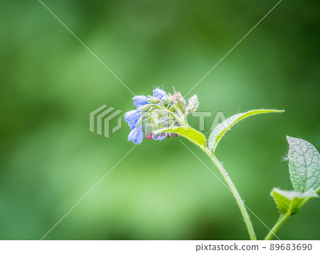 Beautiful blue flowers of Symphytum caucasicum, also known as Caucasian comfrey, blooming in spring park Beautiful blue flowers of Symphytum caucasicum, also known as Caucasian comfrey, blooming in spring park 89683690