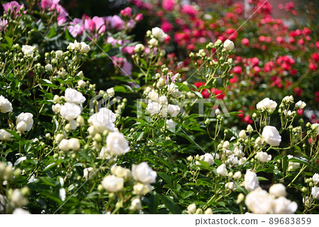 Yokohama buried in rose flowers, hill park with a view of the harbor, Yamashita Park 89683859