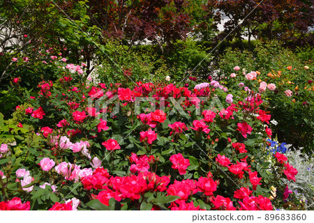 Yokohama buried in rose flowers, hill park with a view of the harbor, Yamashita Park 89683860
