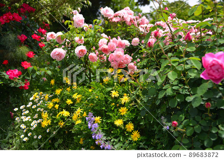 Yokohama buried in rose flowers, hill park with a view of the harbor, Yamashita Park 89683872