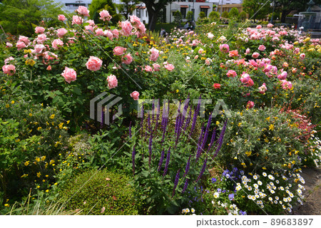 Yokohama buried in rose flowers, hill park with a view of the harbor, Yamashita Park Yokohama buried in rose flowers, hill park with a view of the harbor, Yamashita Park 89683897