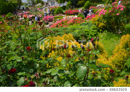 Yokohama buried in rose flowers, hill park with a view of the harbor, Yamashita Park 89683929