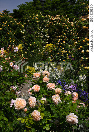Yokohama buried in rose flowers, hill park with a view of the harbor, Yamashita Park Yokohama buried in rose flowers, hill park with a view of the harbor, Yamashita Park 89683930