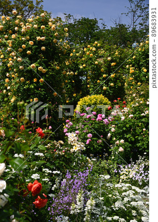 Yokohama buried in rose flowers, hill park with a view of the harbor, Yamashita Park 89683931