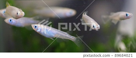 Aomedaka Aomedaka 89684021