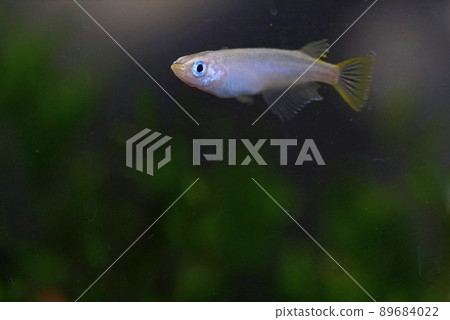Aomedaka Aomedaka 89684022