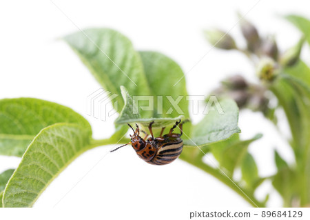 Colorado potato beetle eating leaves of potatoes Colorado potato beetle eating leaves of potatoes 89684129