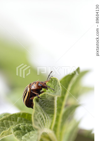 Potato bugs on foliage of potato on natural background Potato bugs on foliage of potato on natural background 89684130