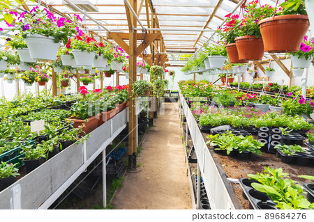 Greenhouse full of potted colorful flowers Greenhouse full of potted colorful flowers 89684276
