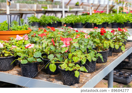 Impatiens walleriana, potted garden flowers Impatiens walleriana, potted garden flowers 89684277