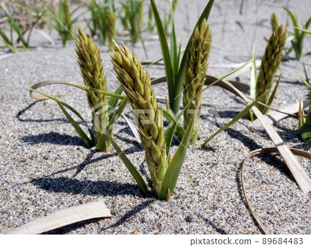 Carex kobomugi (April 20, Nishime coast, Hagohonjo city, Akita prefecture) Carex kobomugi (April 20, Nishime coast, Hagohonjo city, Akita prefecture) 89684483