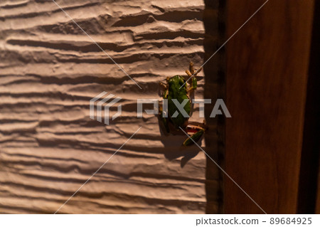 A green frog is climbing the wall of the house A green frog is climbing the wall of the house 89684925