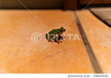 A green frog appears on the front tile 89684926