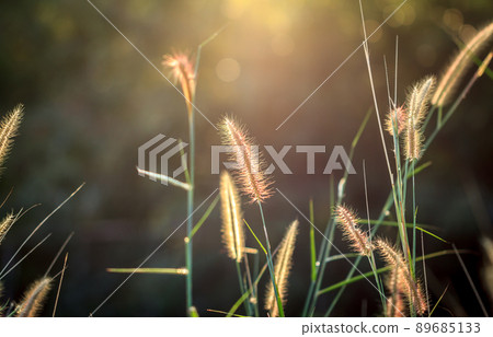 Grass flowers tropical of beautiful 89685133