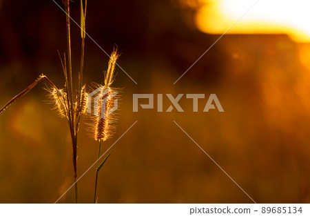 grass flowers tropical of beautiful 89685134