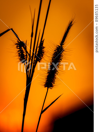 grass flowers tropical of beautiful 89685135