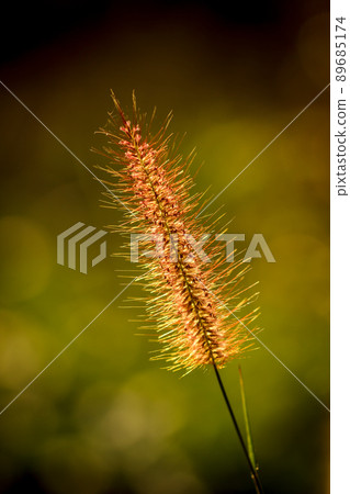The grass flowers tropical of beautiful 89685174