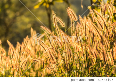 The grass flowers tropical of beautiful 89685197