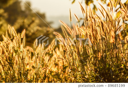 The grass flowers tropical of beautiful 89685199