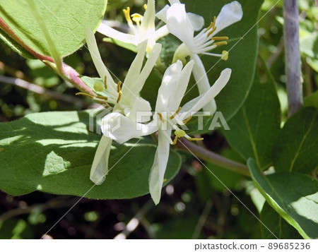 葫蘆木(秋田縣入戶岬男鹿半島 5/10) 葫蘆木(秋田縣入戶岬男鹿半島 5/10) 89685236