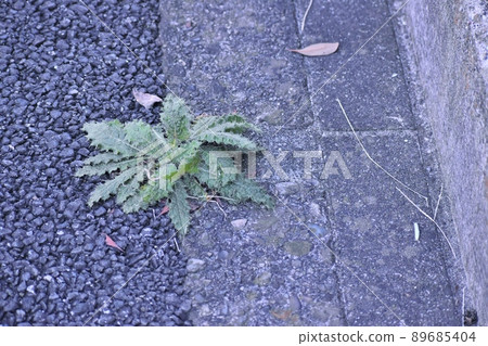 Spear Thistle growing on the roadside 89685404