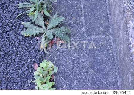 Spear Thistle growing on the roadside Spear Thistle growing on the roadside 89685405