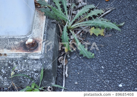 長在路邊的長矛薊 長在路邊的長矛薊 89685408