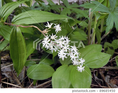 Maianthemum japonicum (Akita City, 5/11) Maianthemum japonicum (Akita City, 5/11) 89685450