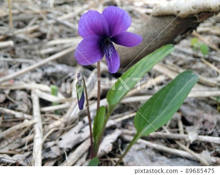 Violets (Kanpuzan, Oga City, Akita Prefecture, 5/12) Violets (Kanpuzan, Oga City, Akita Prefecture, 5/12) 89685475
