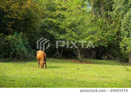 Cow grazing on lawn near forest Cow grazing on lawn near forest 89685476