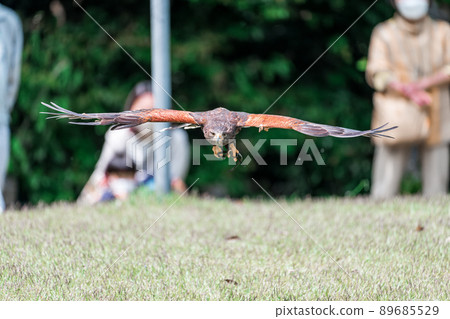 Matsue Vogel Park Bird Show 89685529